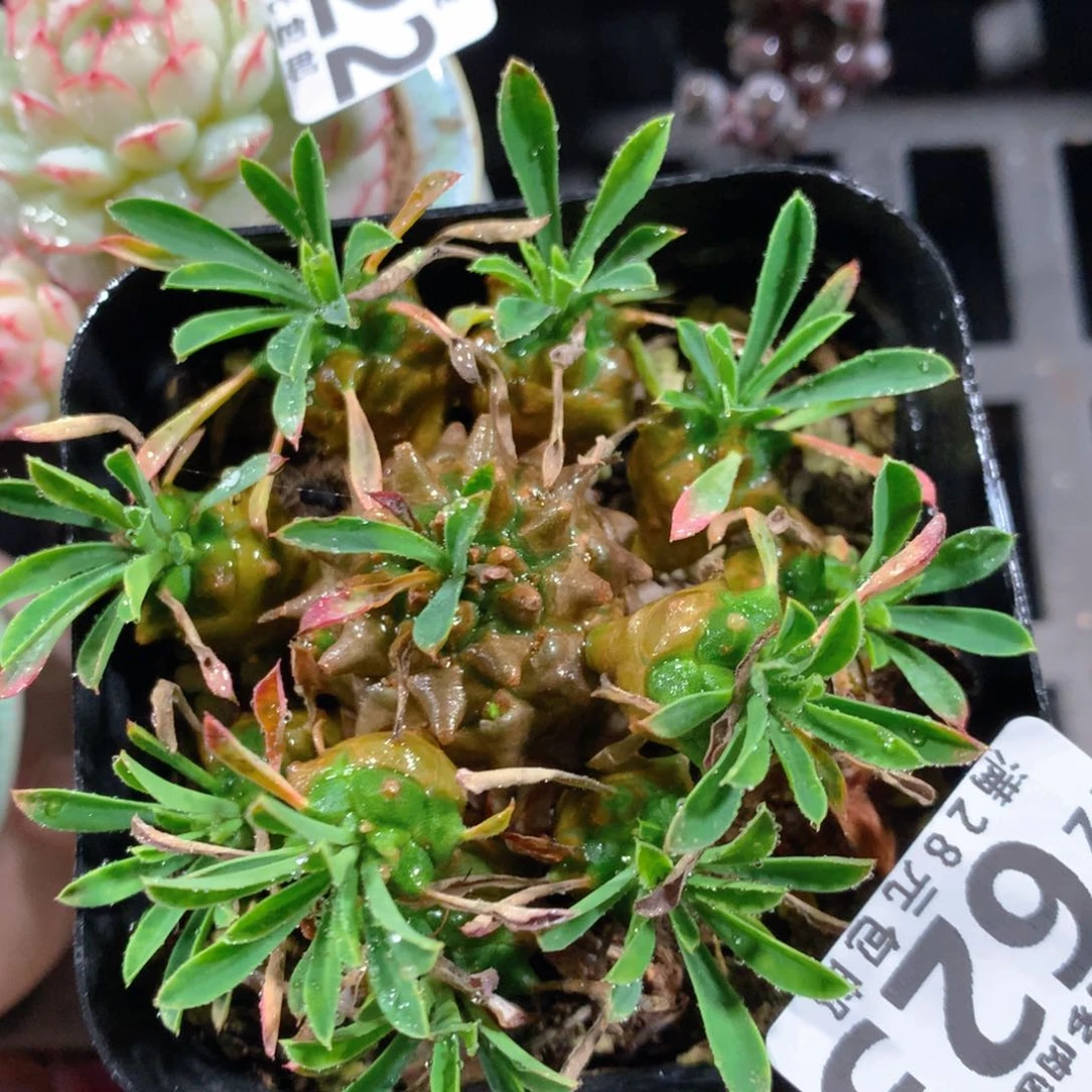 5CM拇指盆精控多肉YZ623