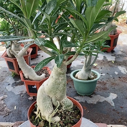 【闪购商品】无花朵快****?