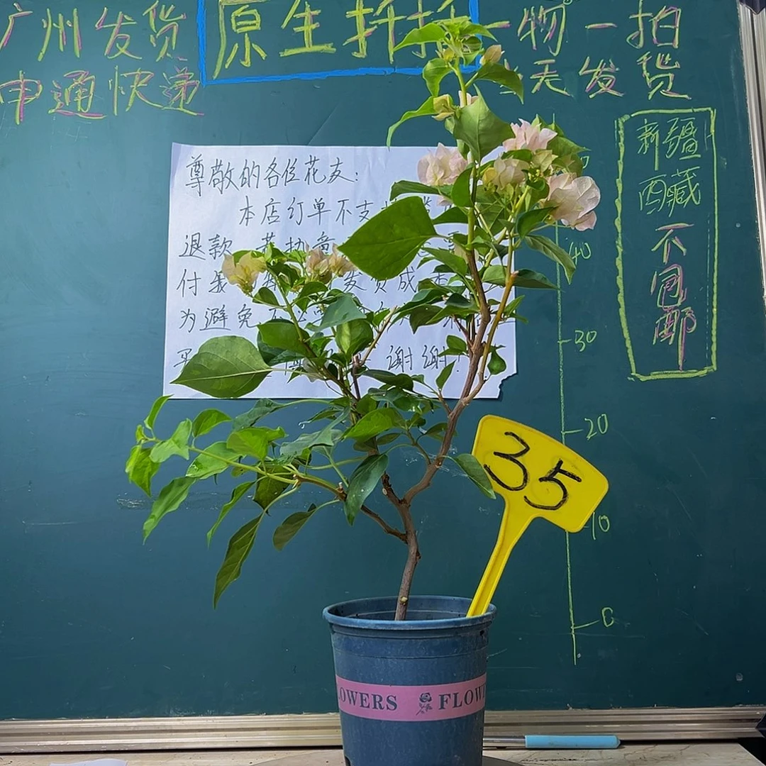 当前无花栽培后可以开花 暗斑丽人 35