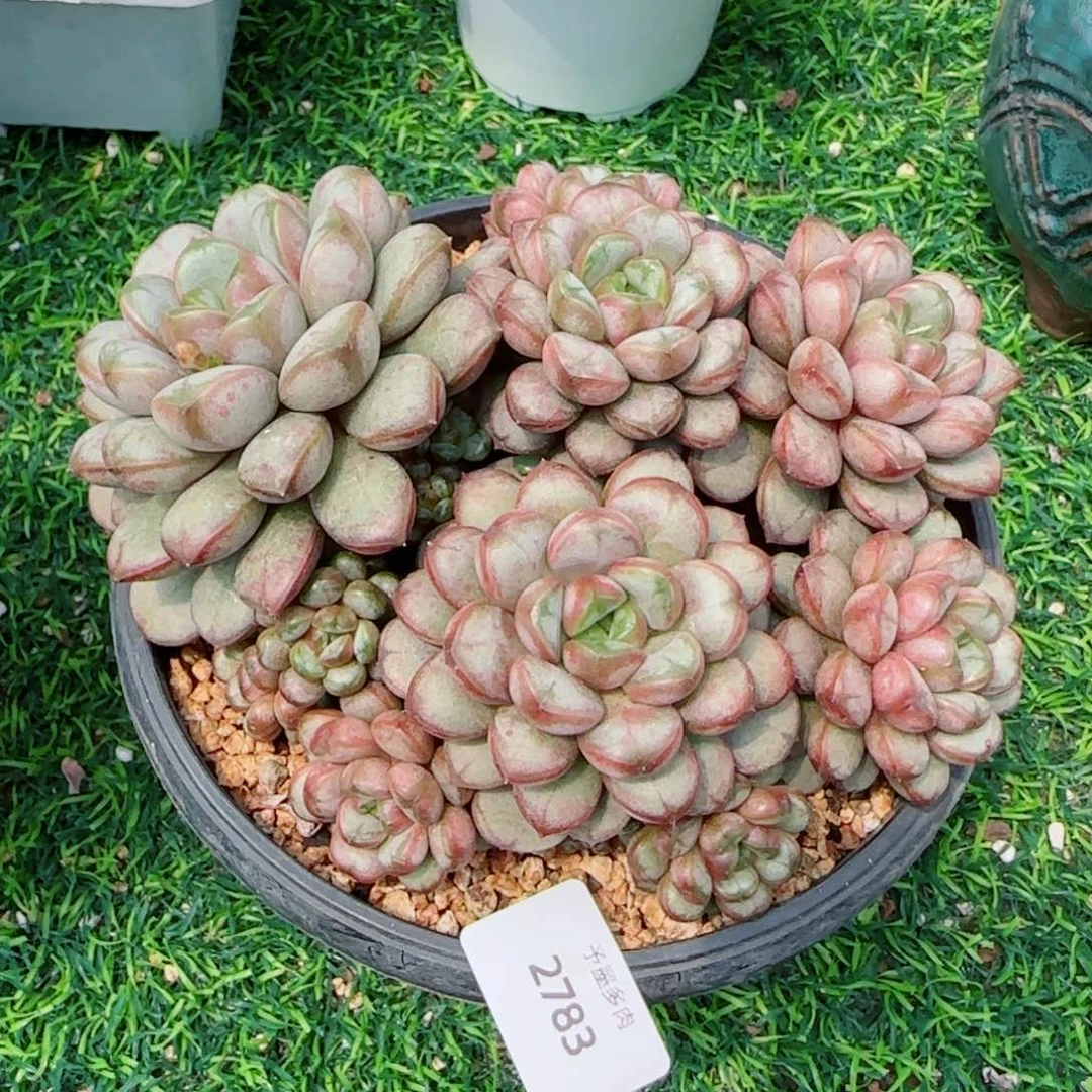 葡萄无砍1，2783多肉植物