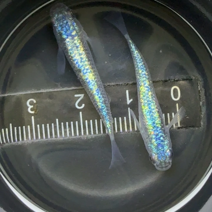 青鳉鱼无背鳍海王星75号