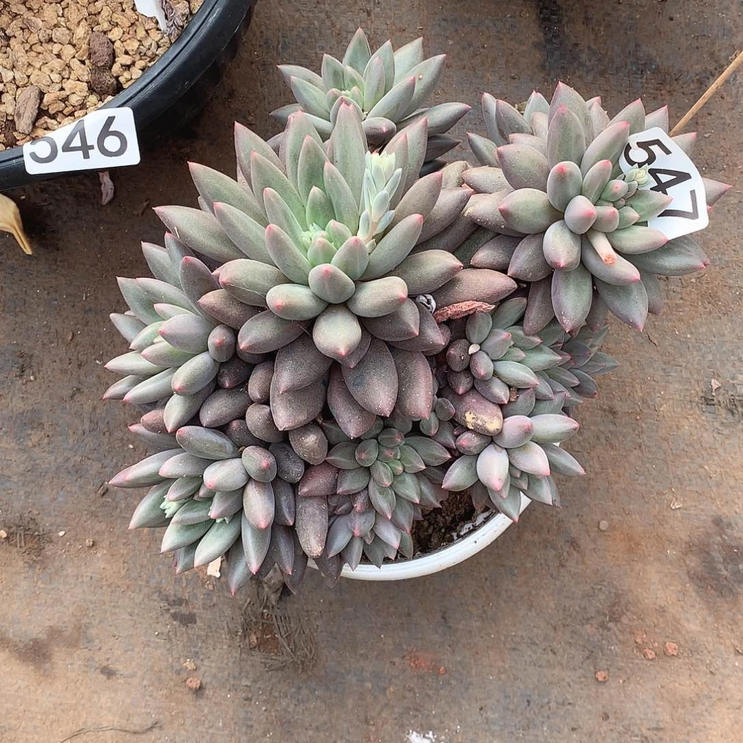 547 一物一拍多肉