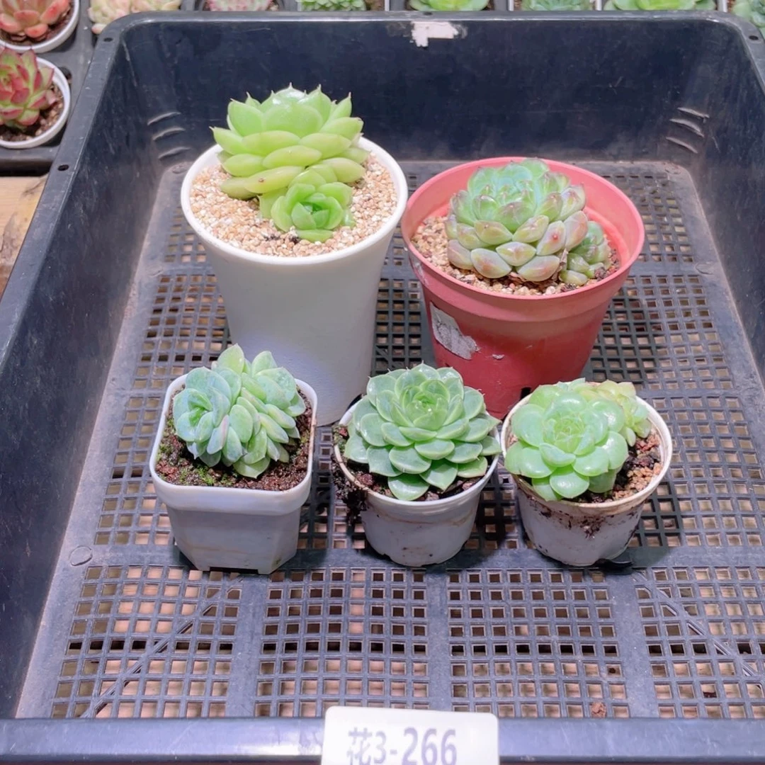 花利美3-266框拍5颗