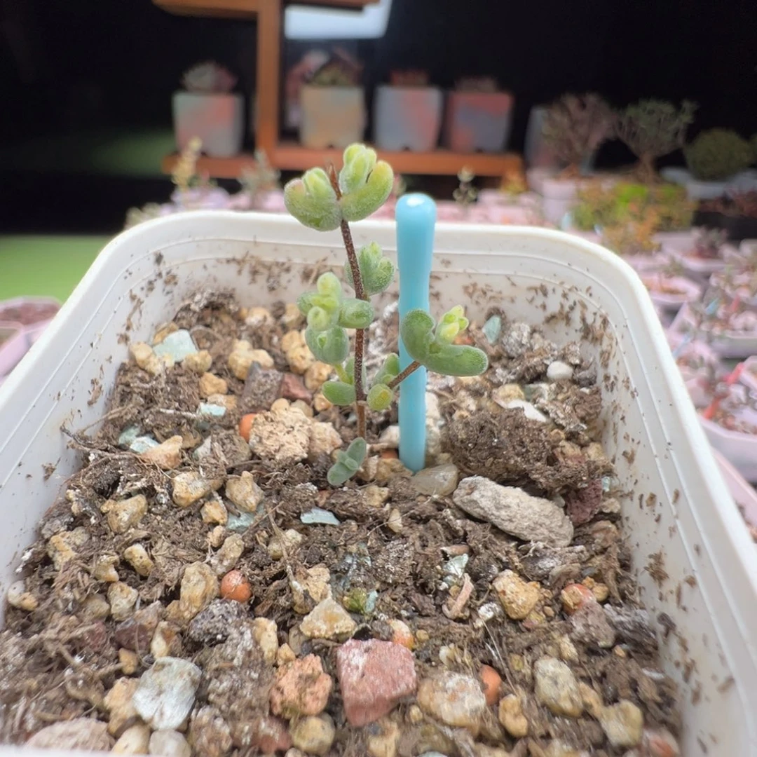 1117 月曲（虎斑锦），拍下不退不换