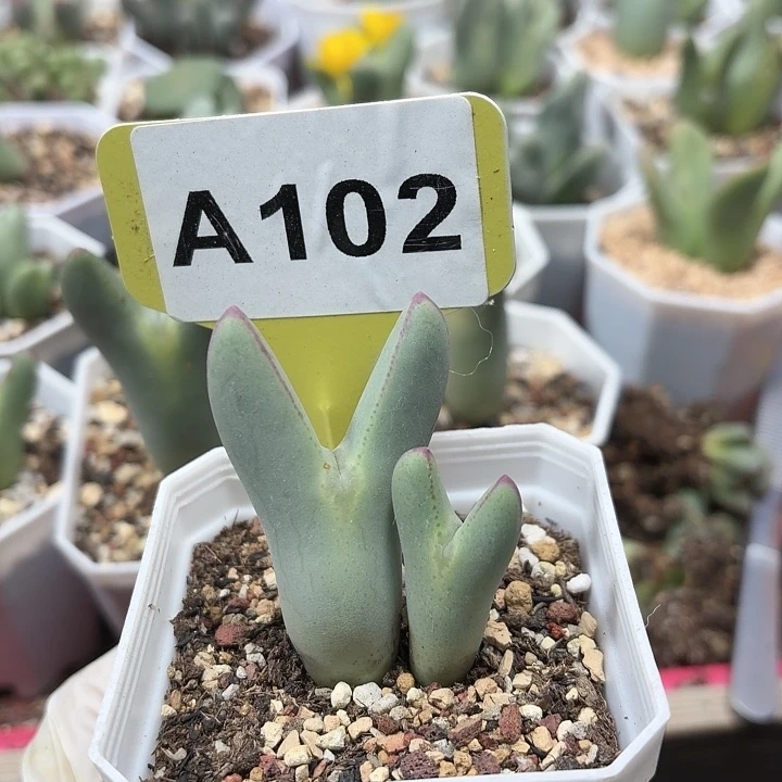 小***子102莫哦莫莫莫莫莫莫莫