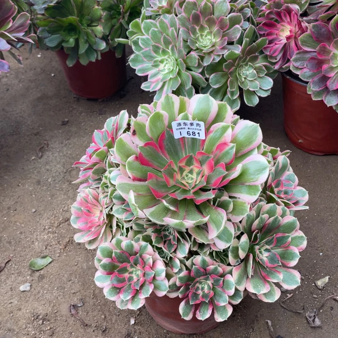 681妖月多肉法师断枝不包