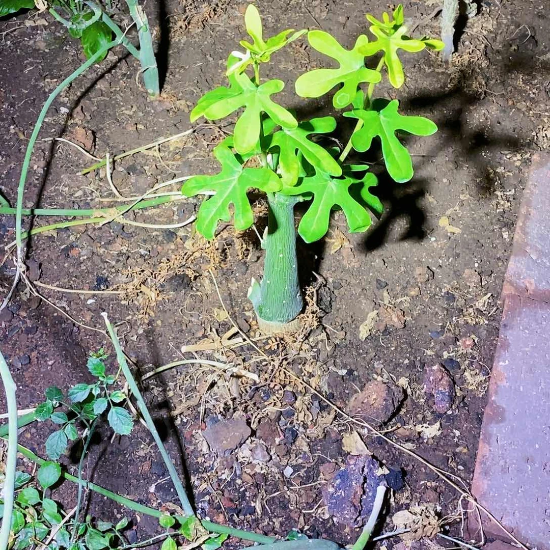 毒腺蔓一颗发货有根