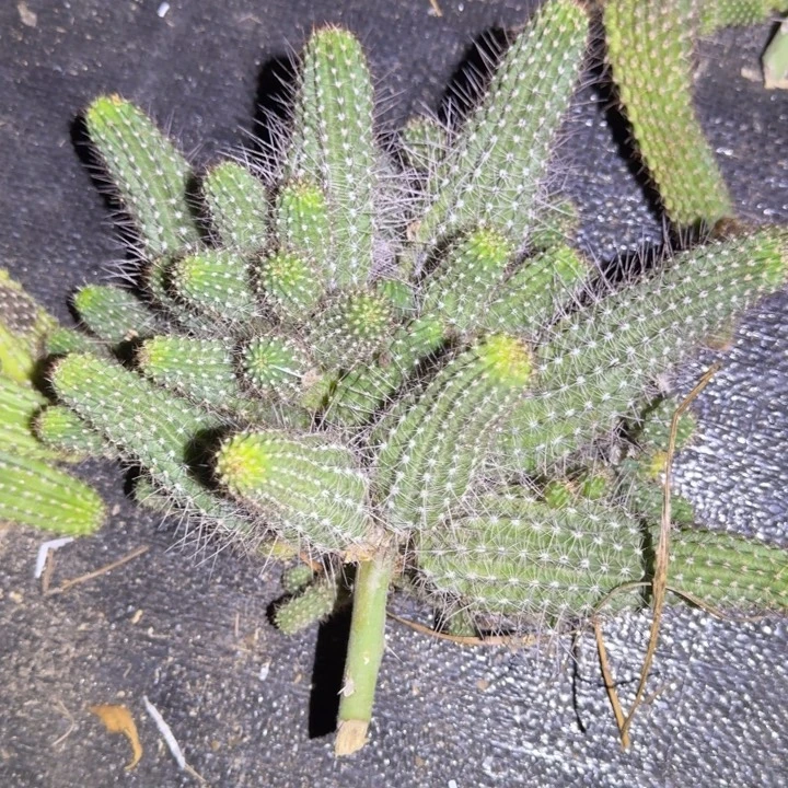 白檀仙人掌群生584