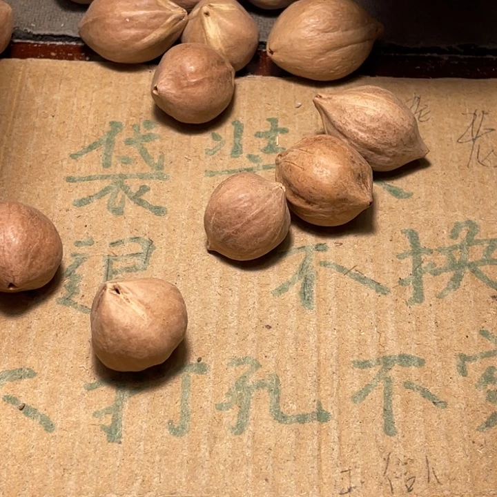 时***光橄榄核手串/手链不退不换qetyuo