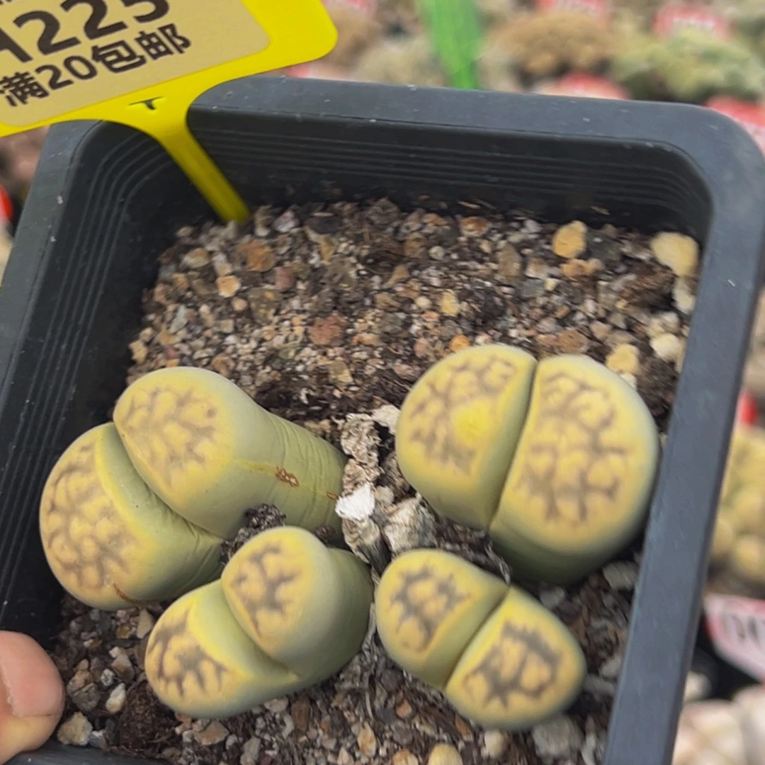 225 生石花大群生大群生