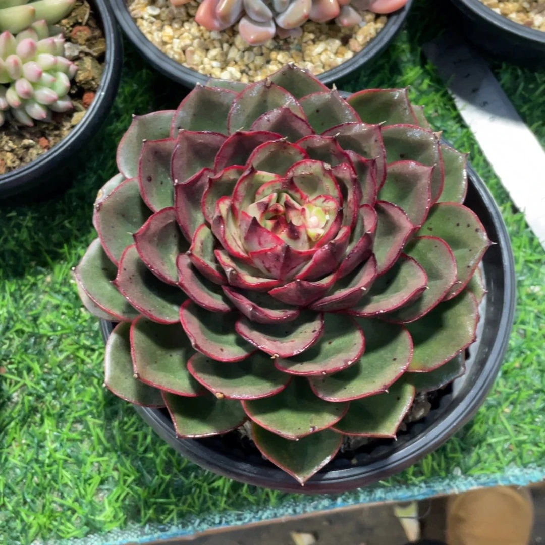 原始藏宝图冠幅15 公分一物一拍