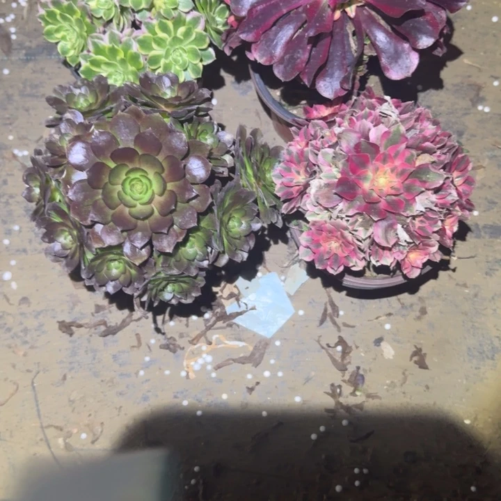 一单包邮不包侧枝35