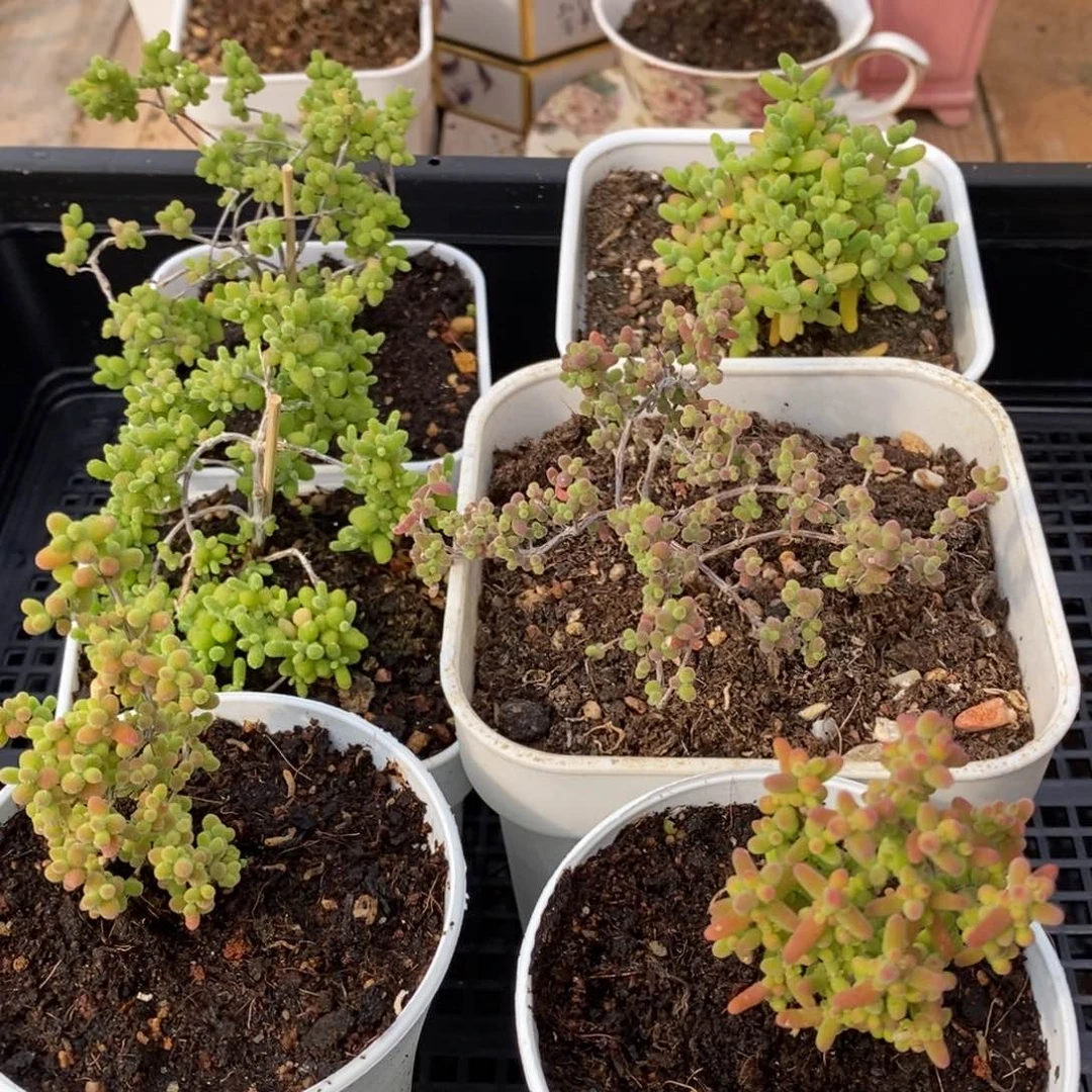 枝干蜜桔糖球来咯468