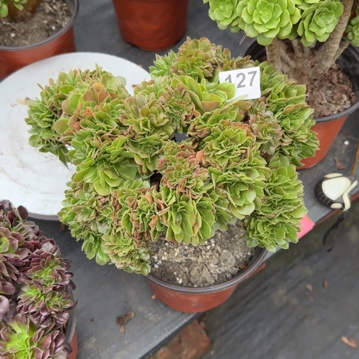 悠***悠多肉植物玫瑰缀127