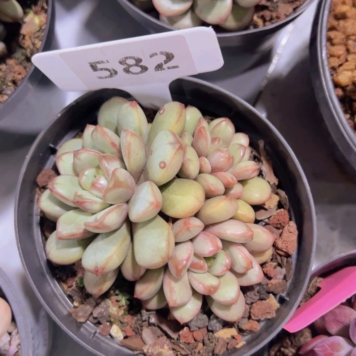 健健康康平平安安