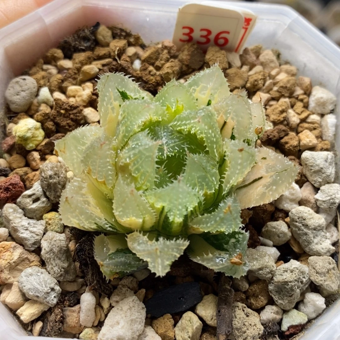 336号糊斑玄冰玉露锦