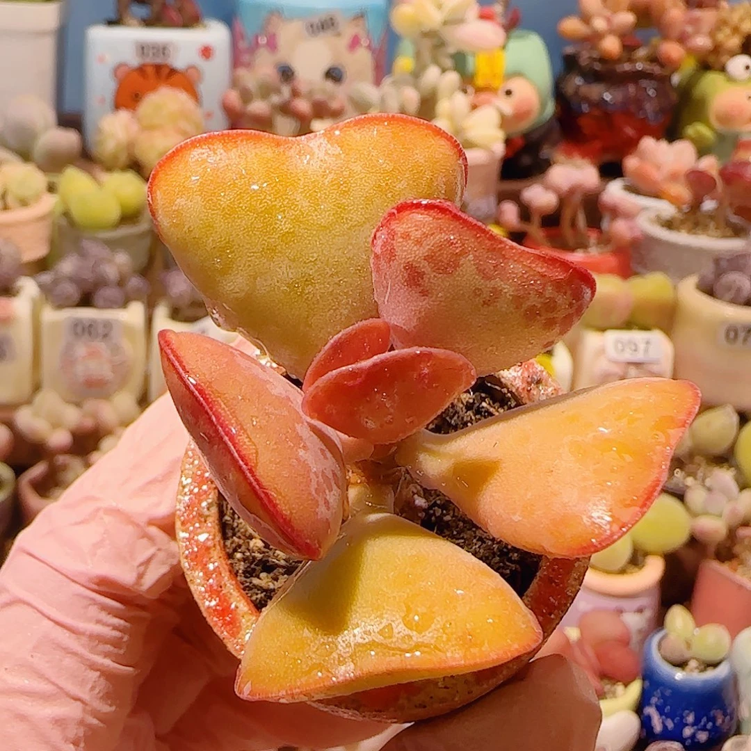 T爱心水泡盆口4cm