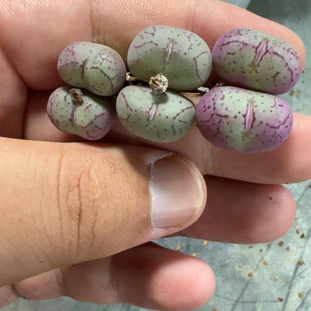 量拍双头紫烟肉锥5颗