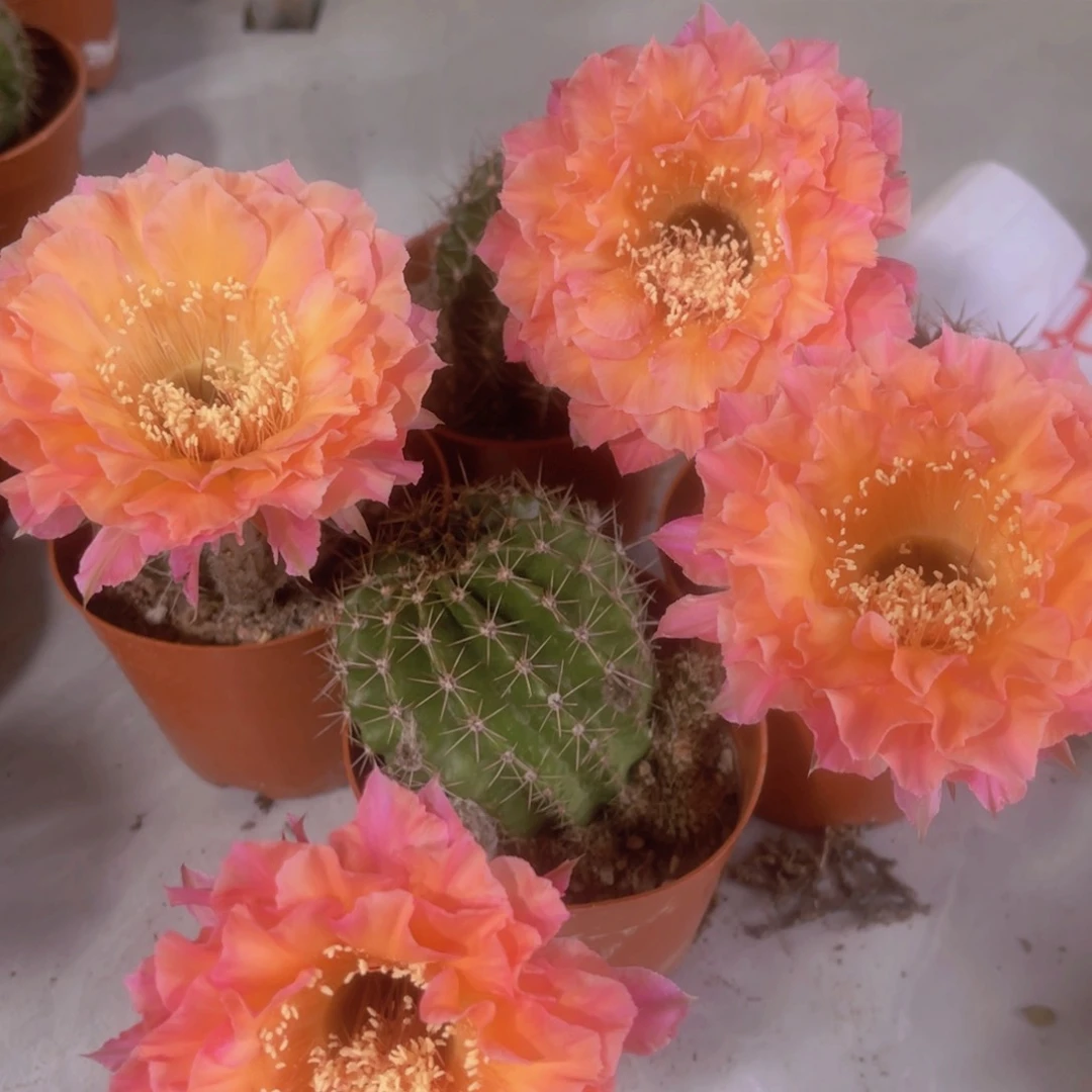 完全开放品种球自根球7公分左右