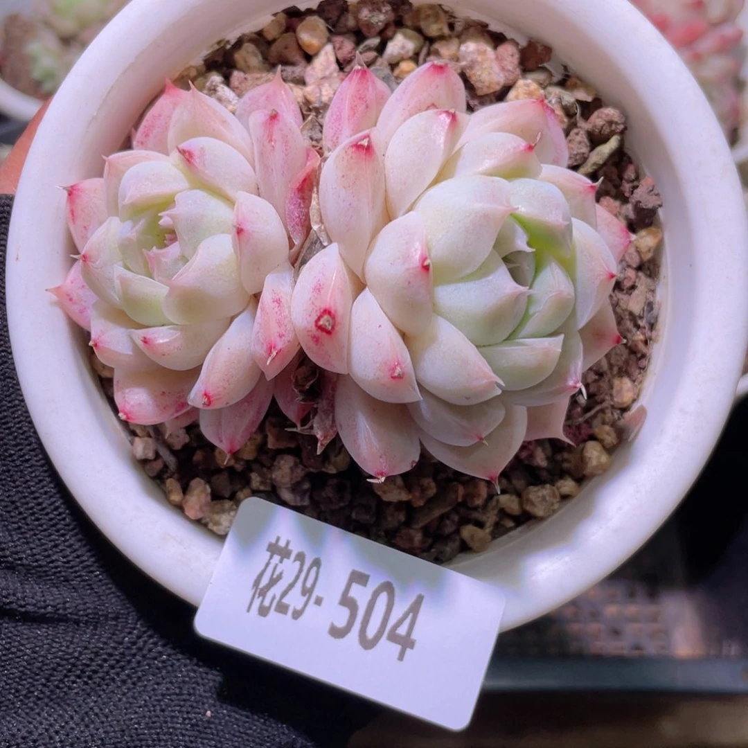 花利美29-504女王