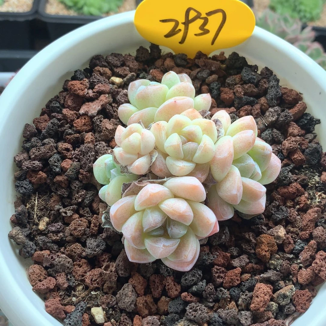 冰***心冰玉老桩专拍2937