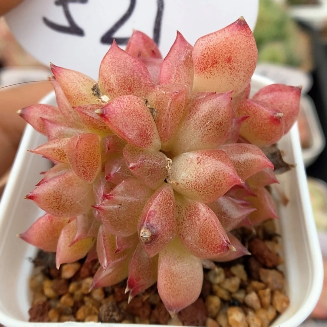 珍妮缀化可拍521号。