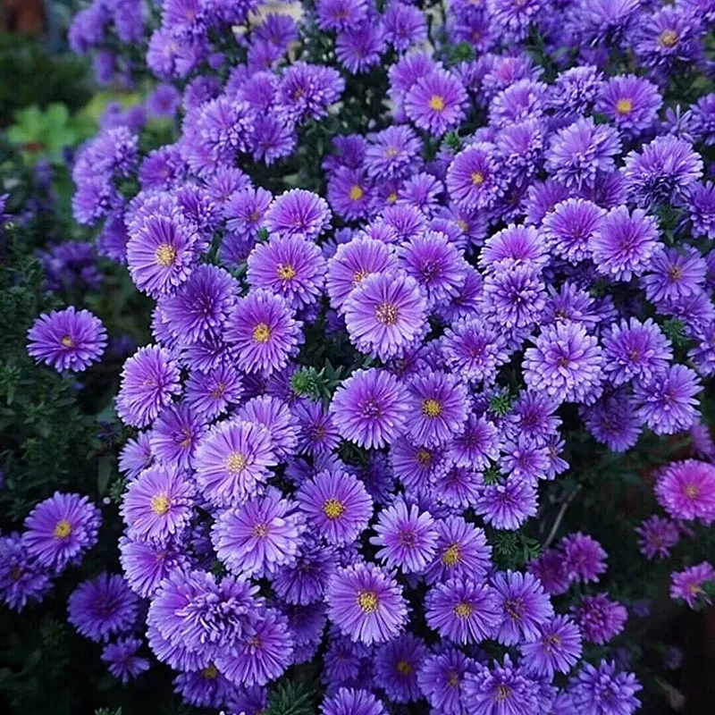 【翠菊】紫菀盆栽多年生耐寒耐热宿根花卉庭院阳台荷兰菊花镜植物