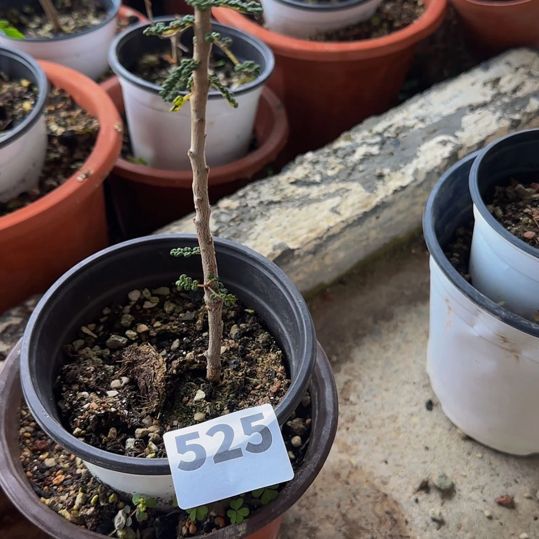 【闪购商品】刚*好块根植物