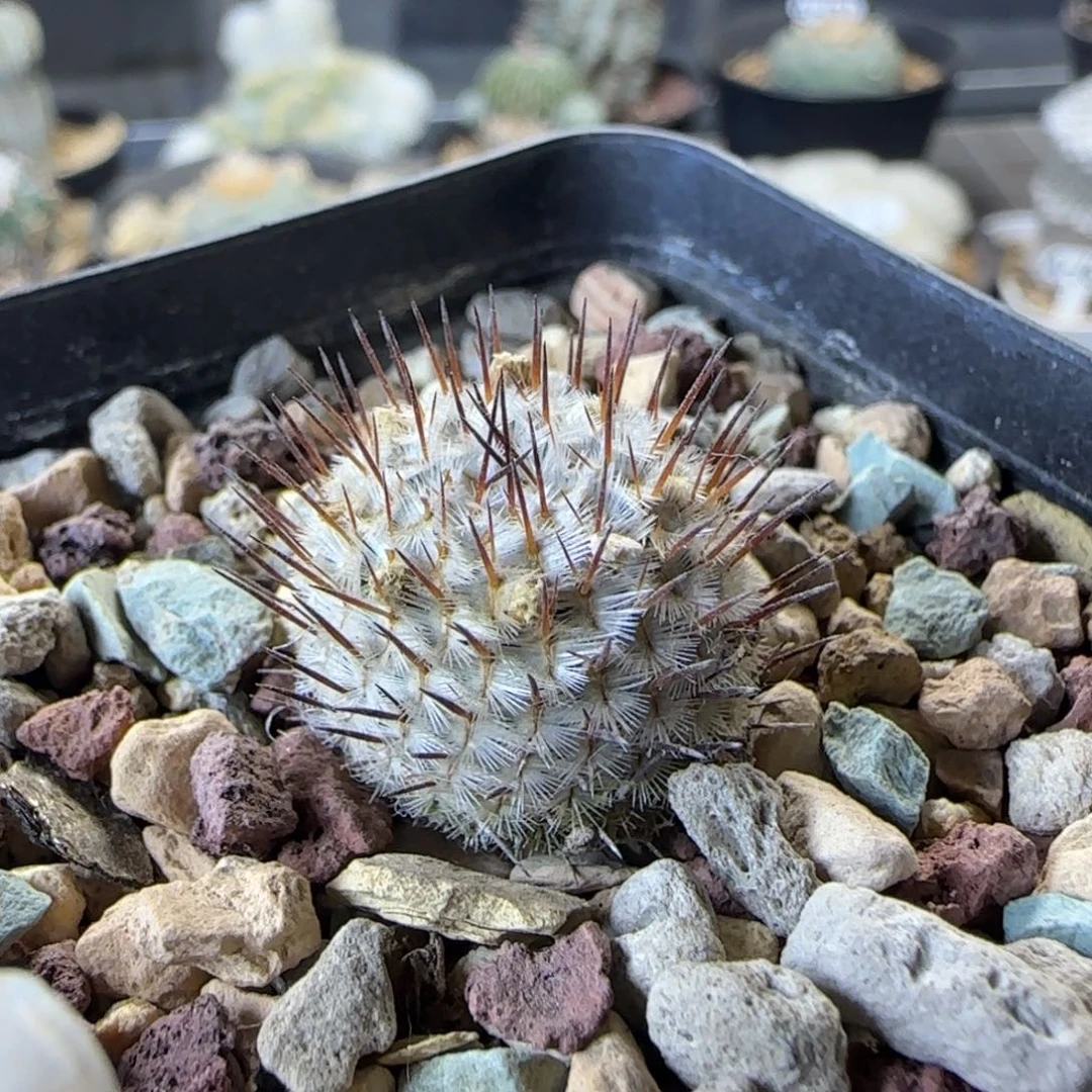 436实生直刺佩雷多肉