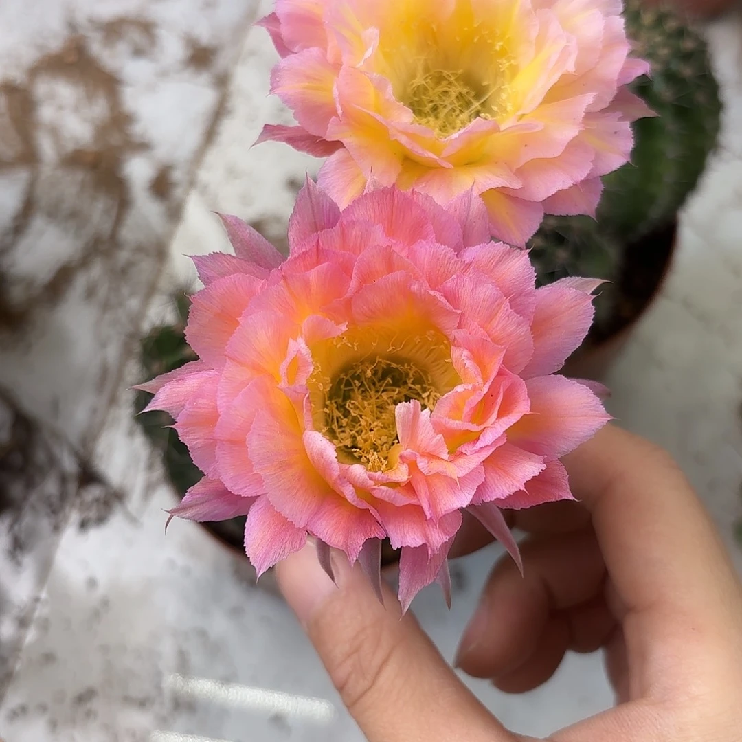 彩草加强版萤火虫6公分左右