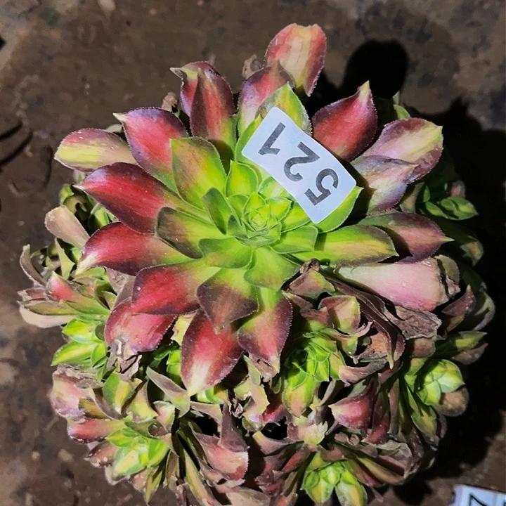 521韶华多肉植物处理不售后