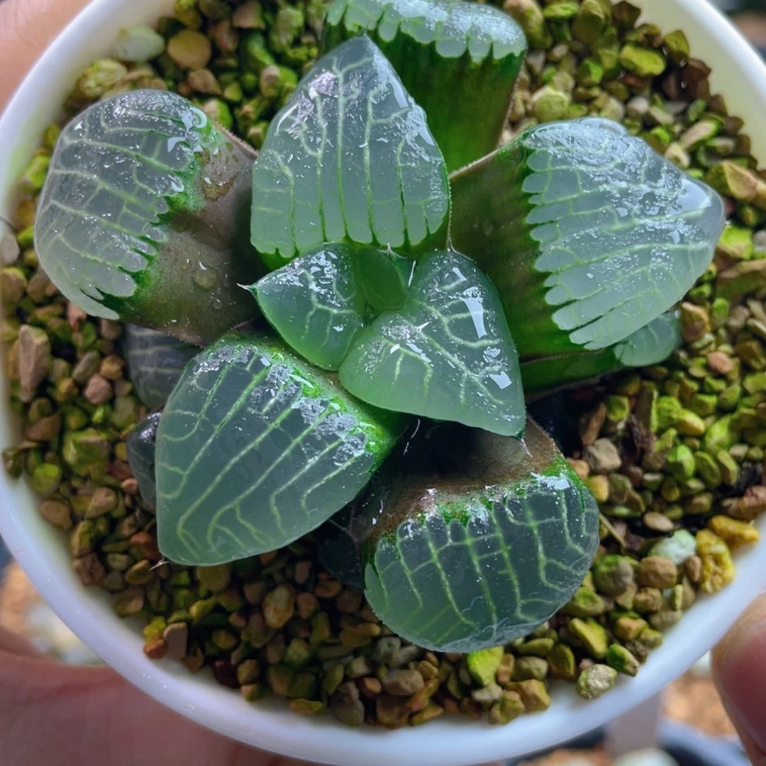 14.十二卷多肉大丸叶克。    