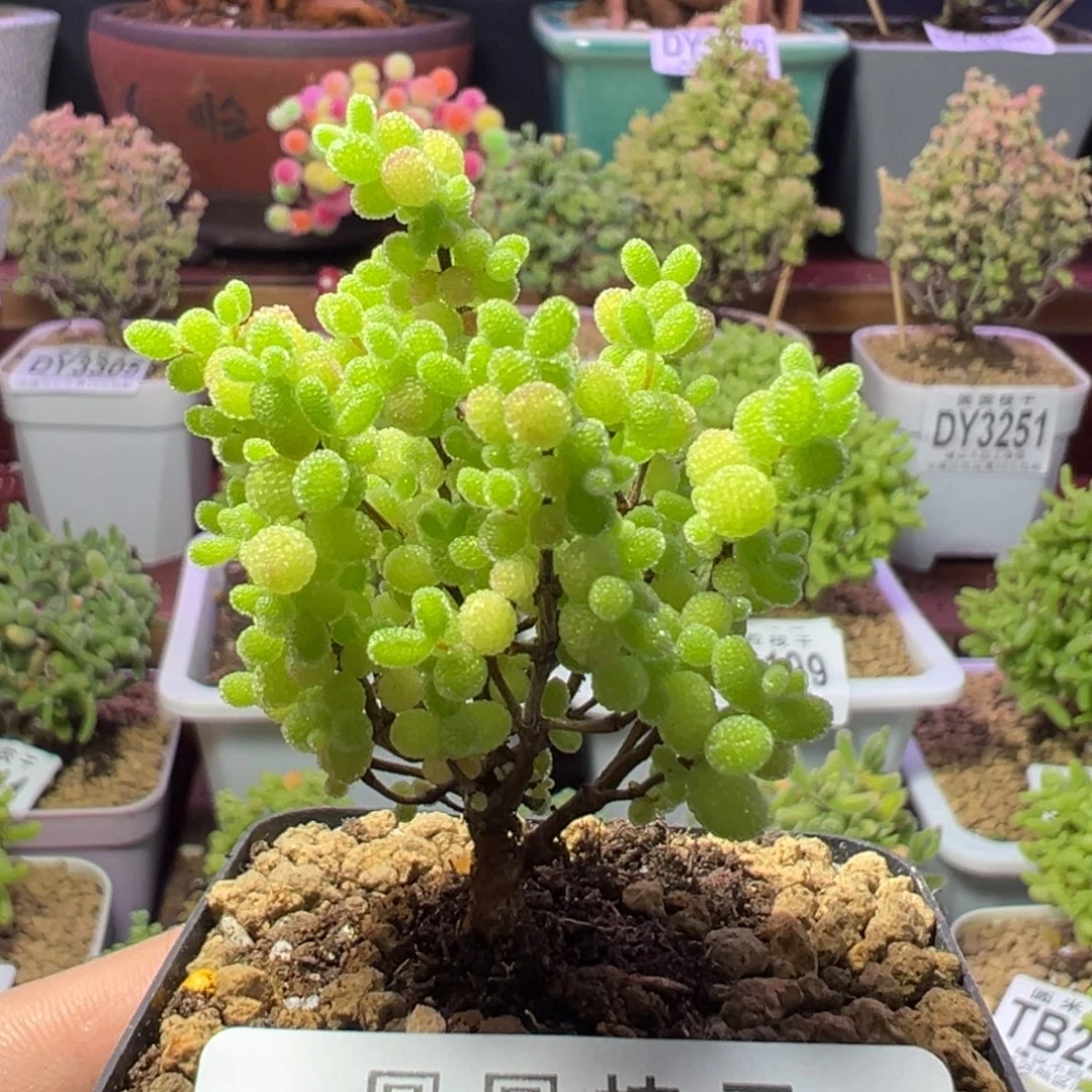 3335蜜橘糖球一物一拍