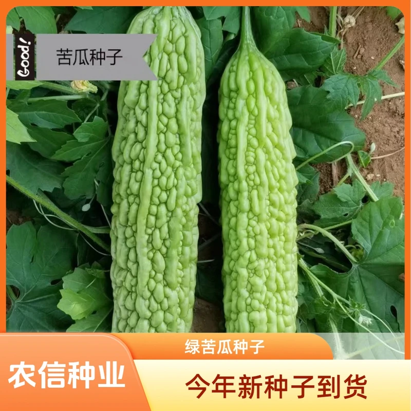 【满5包送1包】长绿苦瓜种子青皮四季抗病绿苦瓜种籽耐热抗低温农