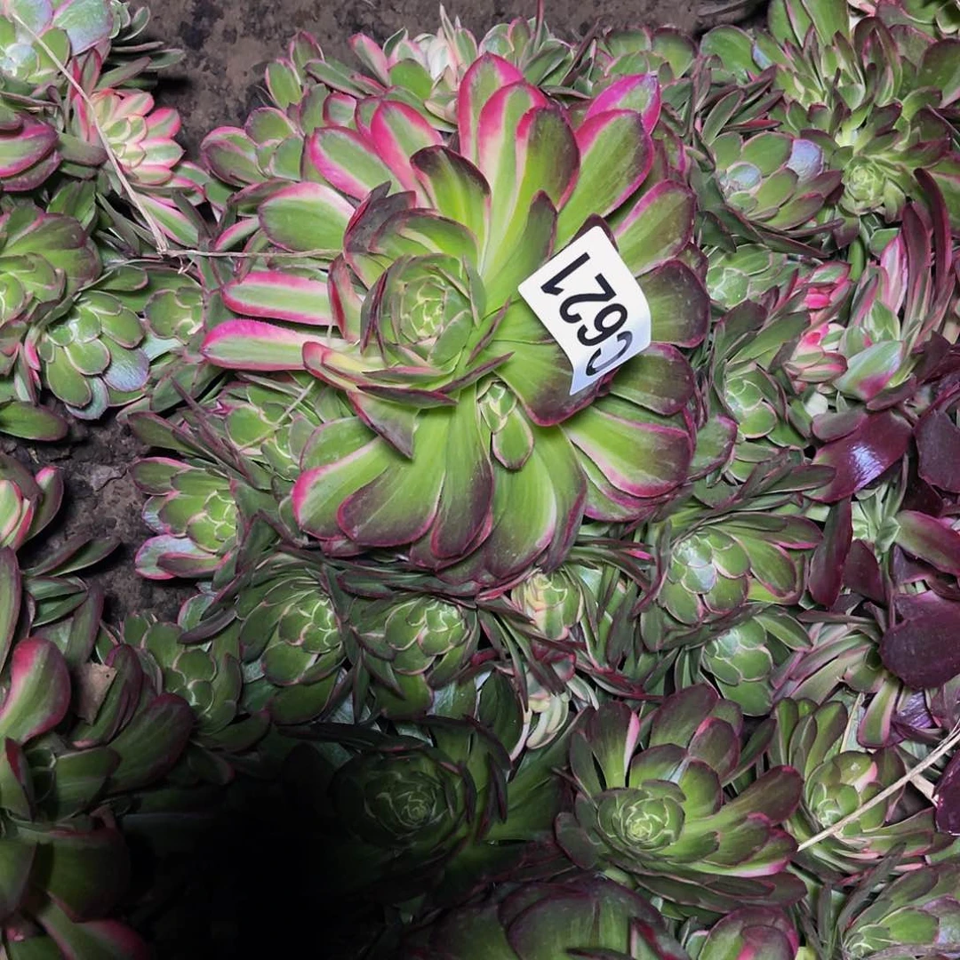 艳紫法师16/38包邮