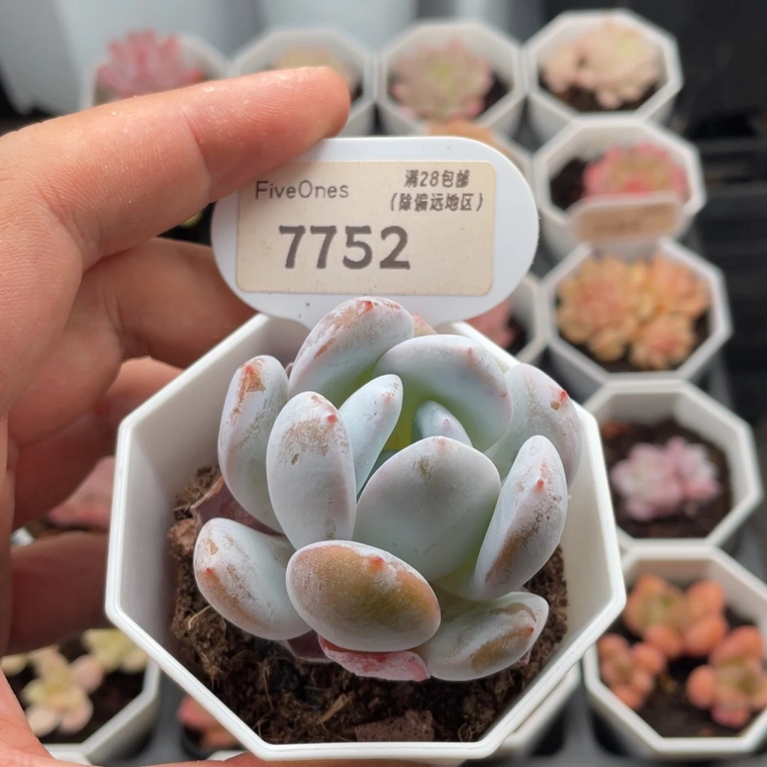 嫦娥7752-5.5厘米