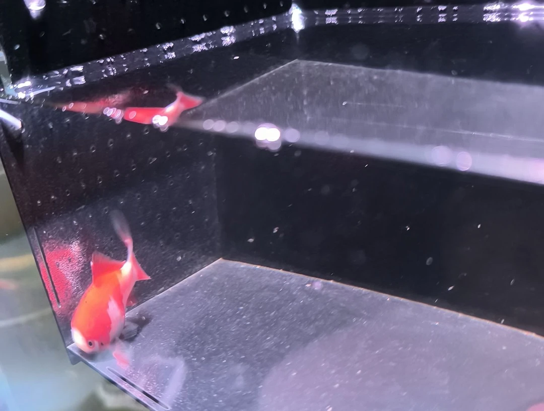 金鱼品相自鉴满30包邮