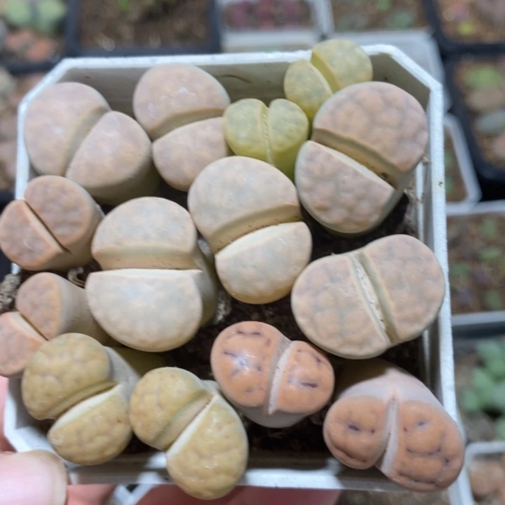 优选双头美熏特价