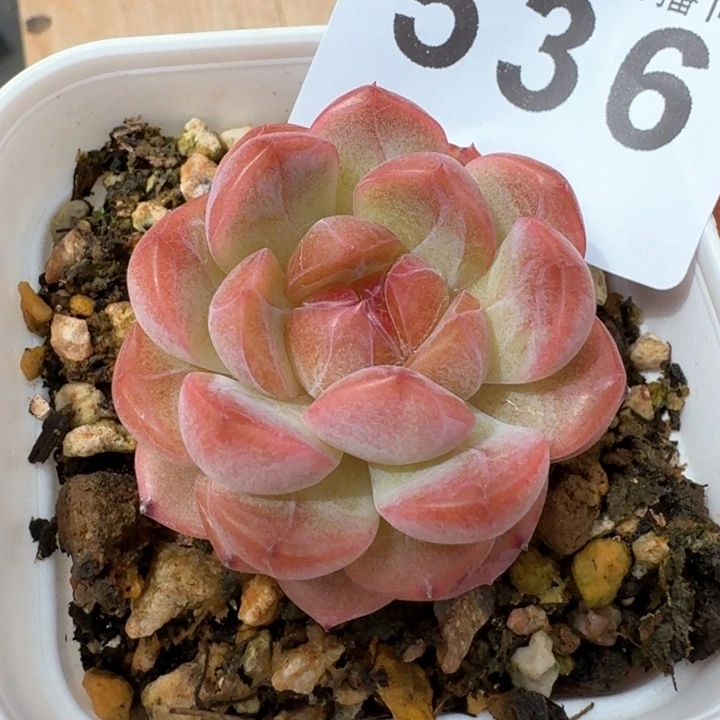 琴心         今日新品上新多肉植物