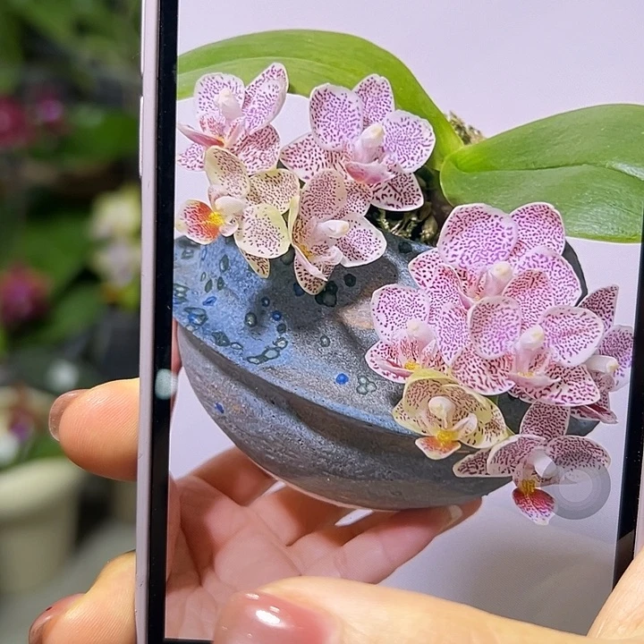 无花朵莓林蝴蝶兰苗2.5