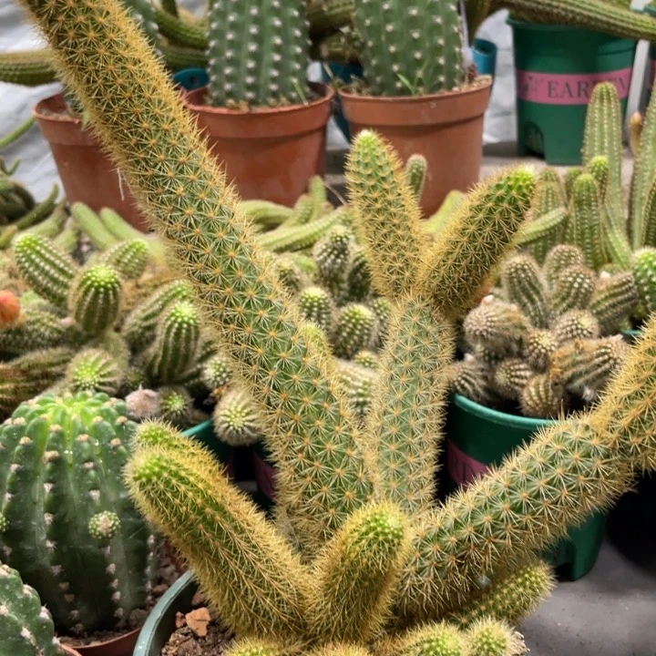 超大群新品金妞红蜻蜓