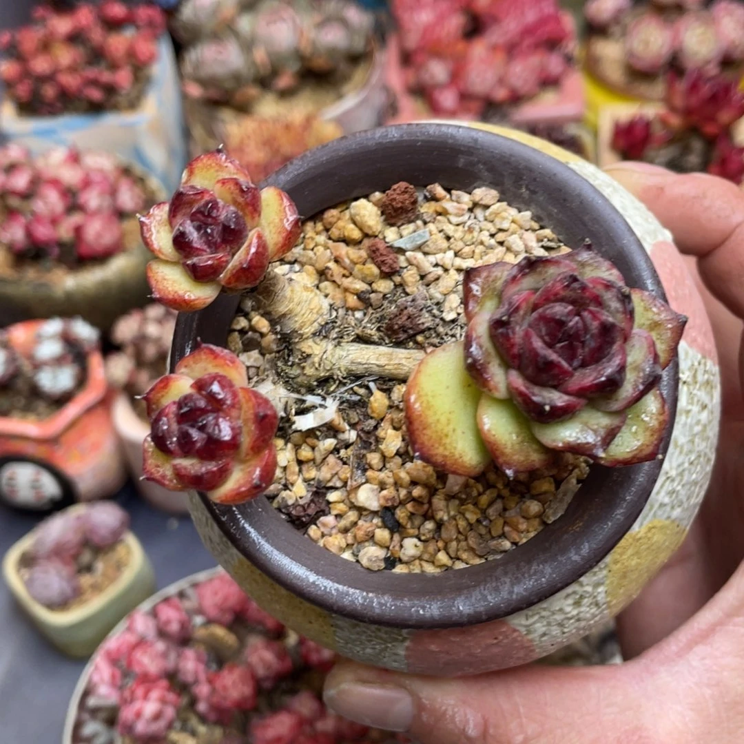 溜溜球老桩群生三头