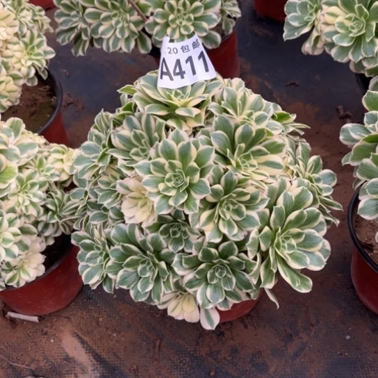 411迈巴赫不包断枝