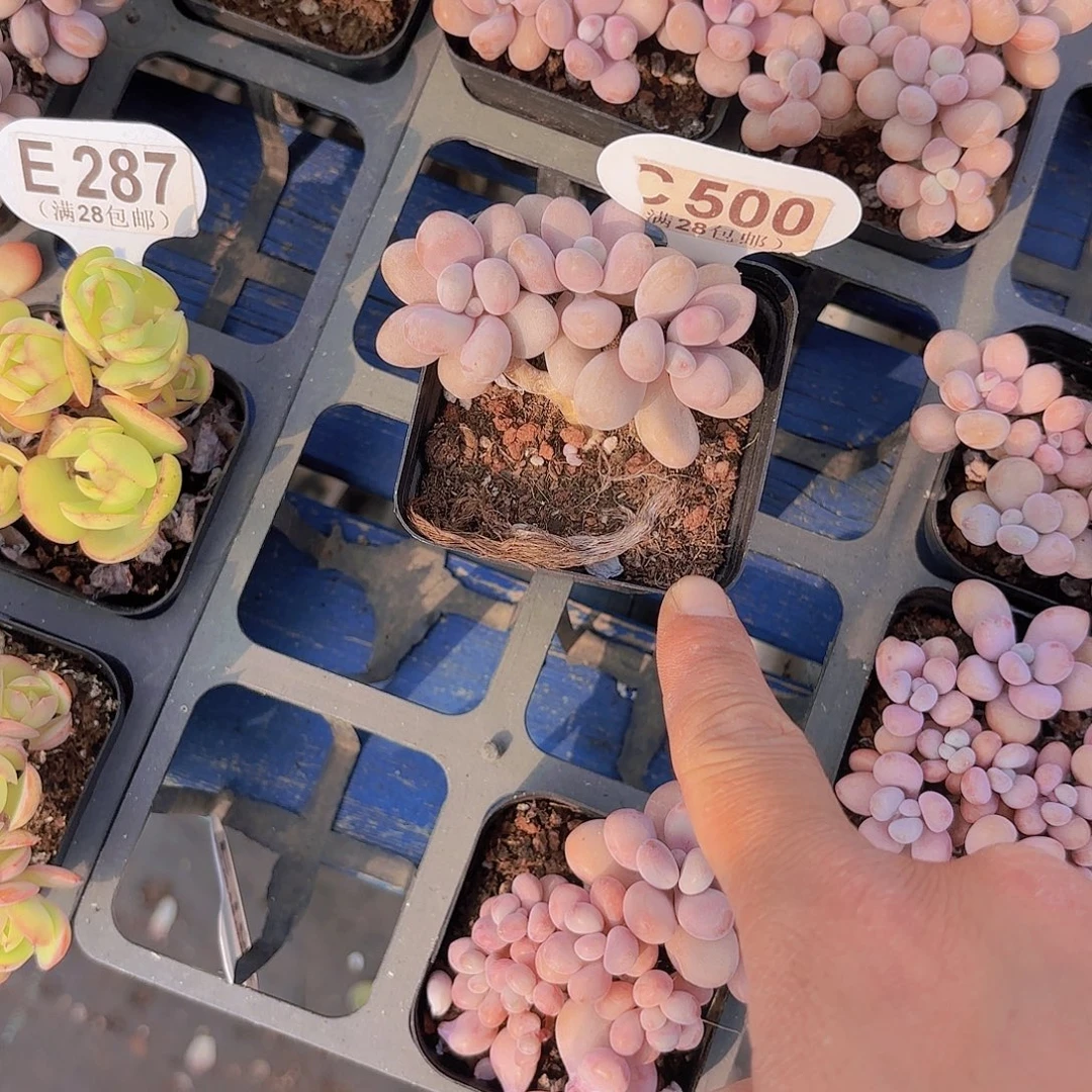 C500桃蛋一物一拍