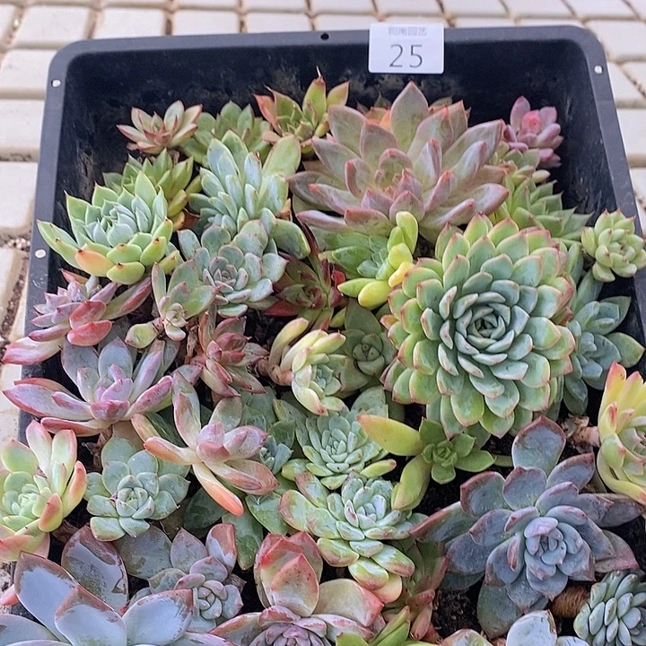 25 多肉植物盆栽花卉