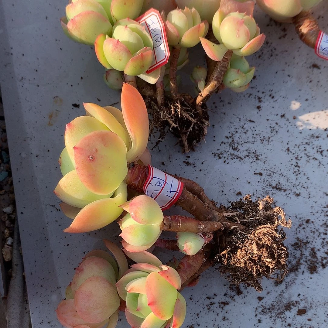 花**8鸡蛋碧桃多肉两颗