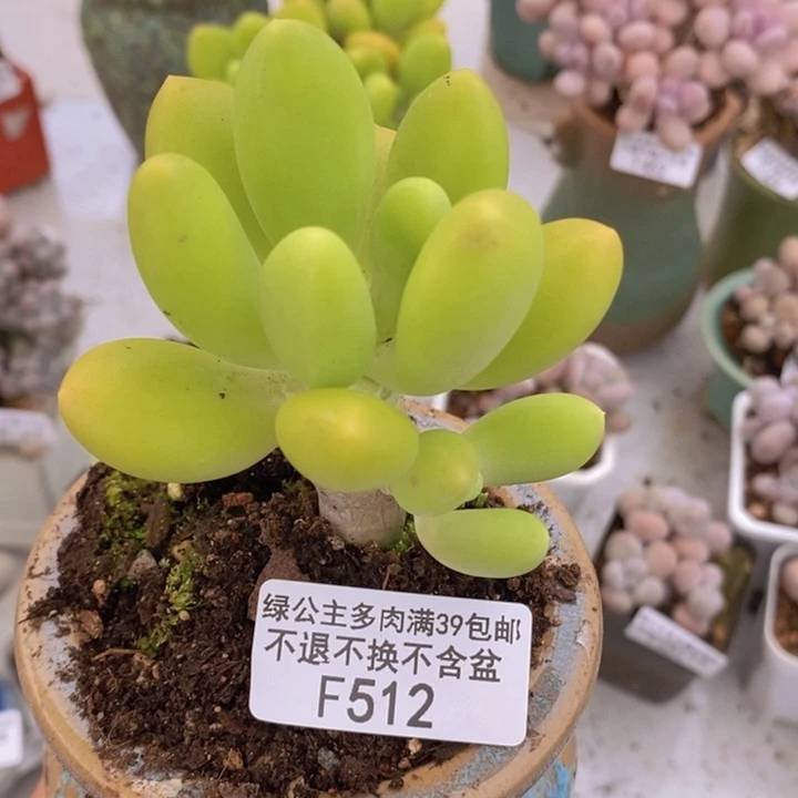 芒果奶512多肉植物