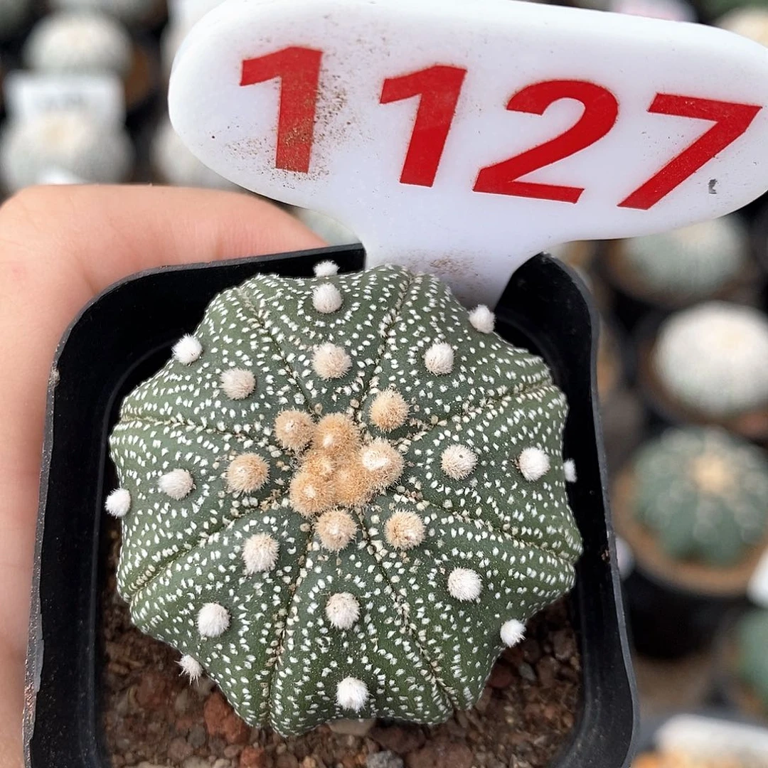 1127海星兜系列产品