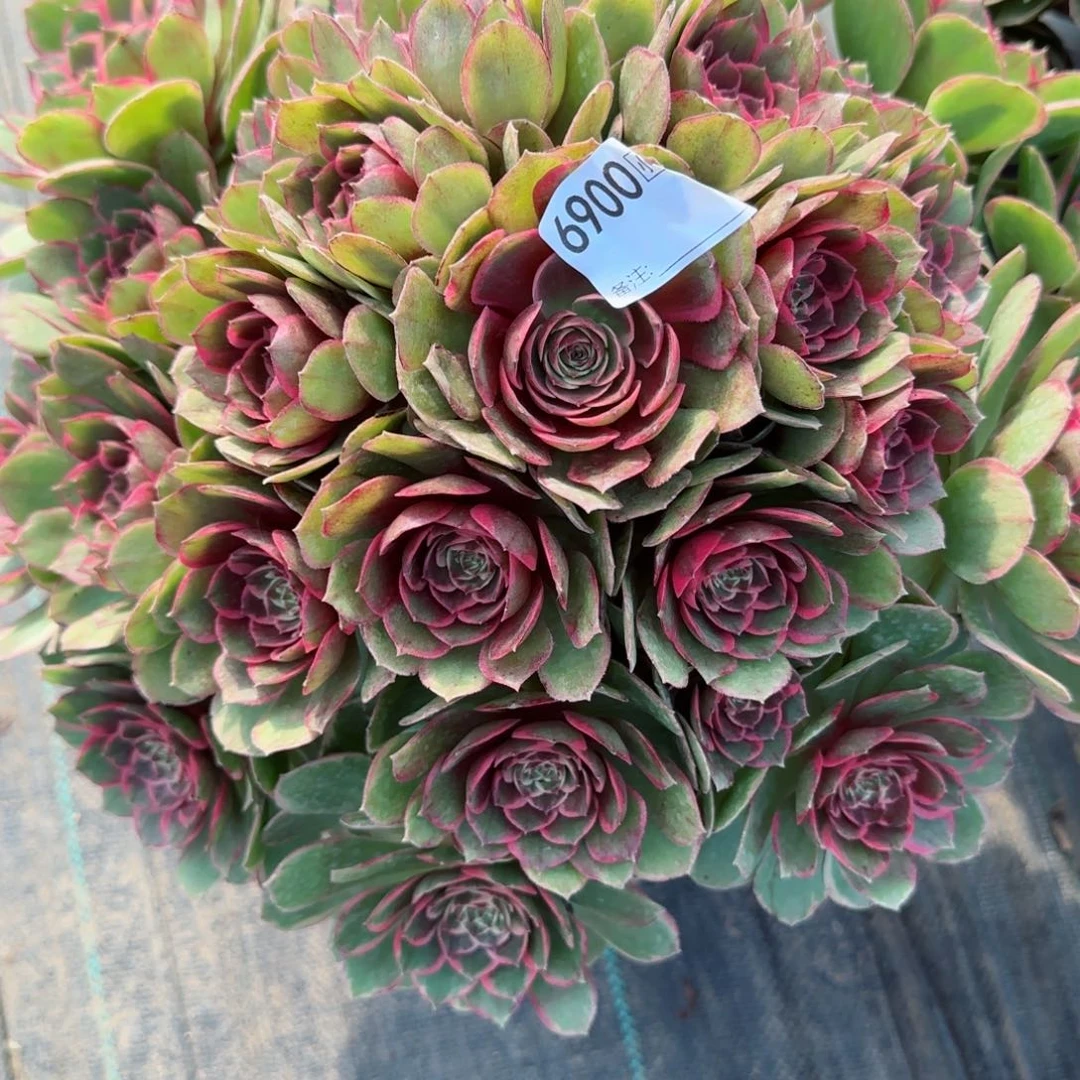 低**华6900粉花妖多肉多肉