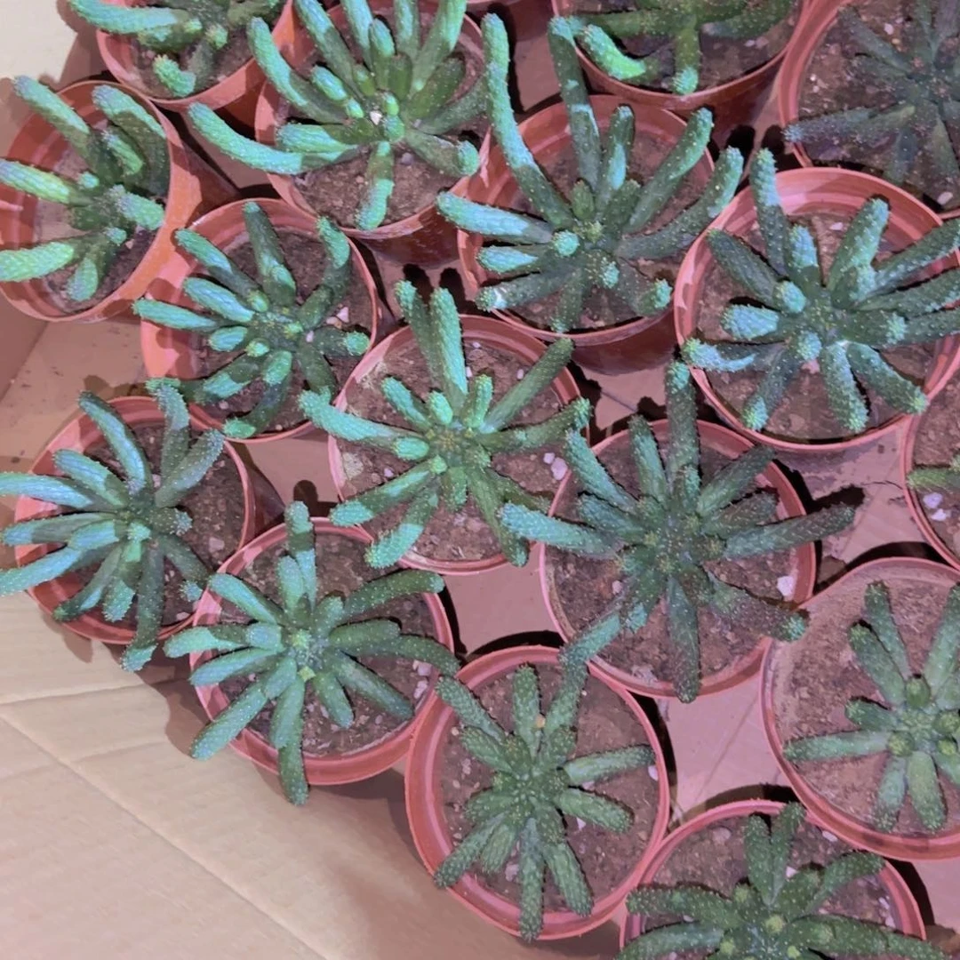 块根植物块根植物